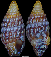 Carinapex minutissima (Garrett, 1873)