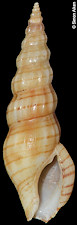 Horaiclavus madurensis (Schepman, 1913)