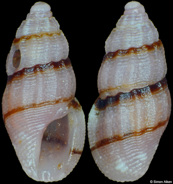 Anacithara species D