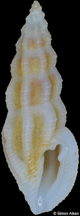 Pseudorhaphitoma species B