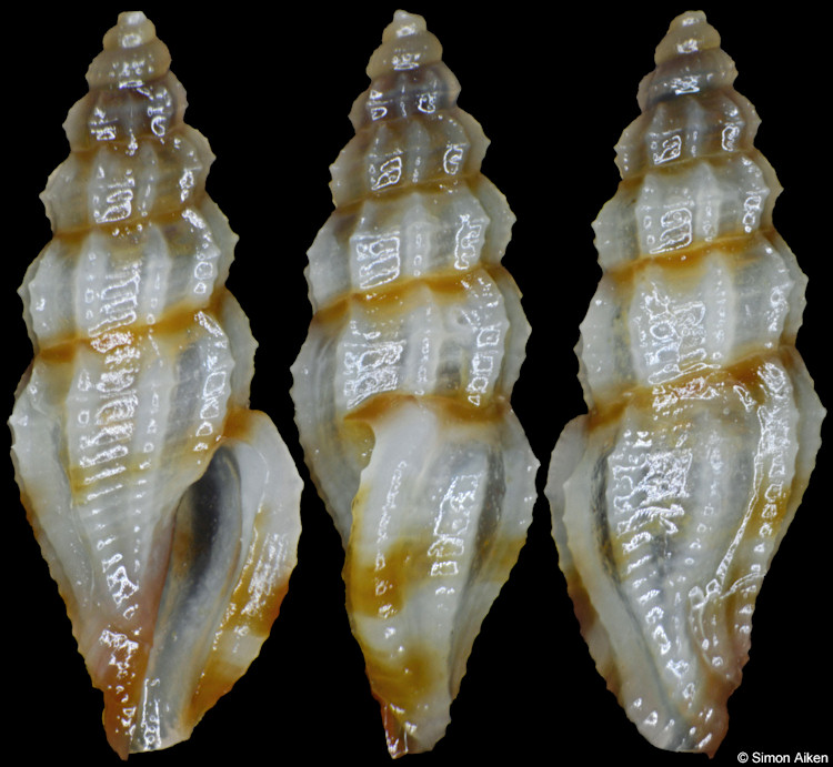 Guraleus species B