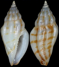 Eucithara species A