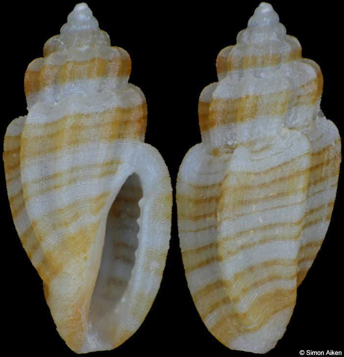 Eucithara species C