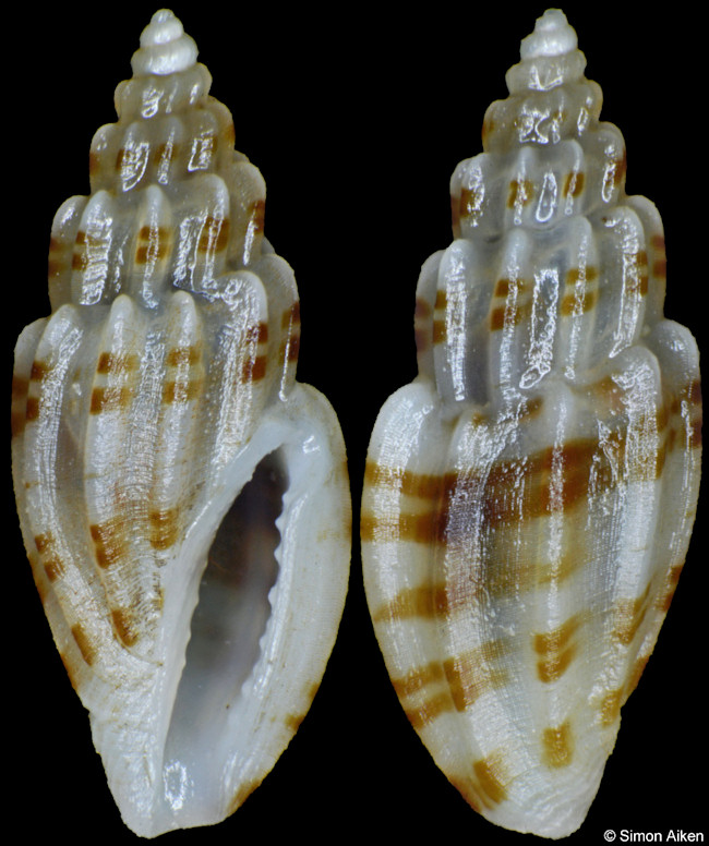 Eucithara harpellina (Hervier, 1897)