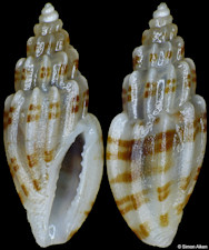 Eucithara harpellina (Hervier, 1897)