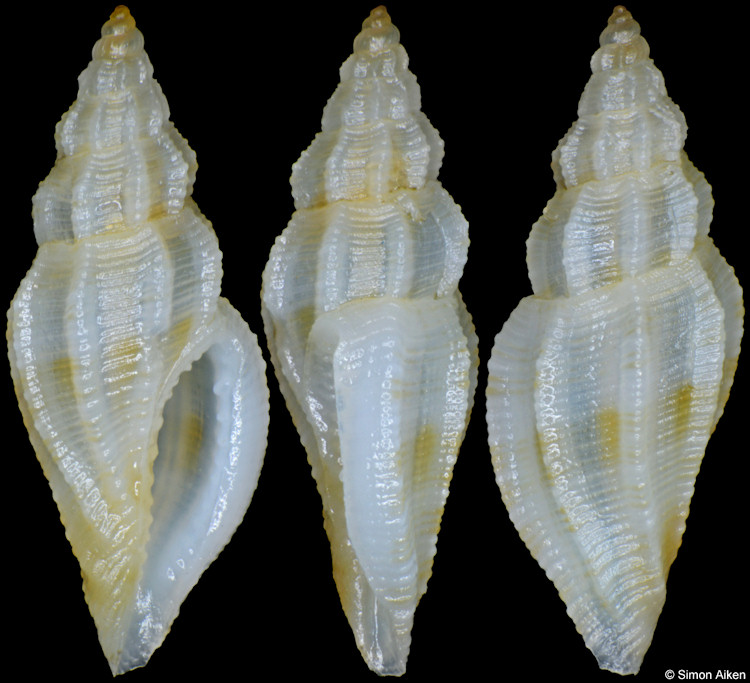 Eucithara cf. capillata (Hervier, 1897)