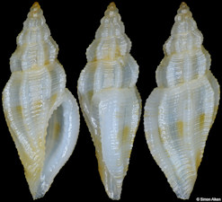 Eucithara cf. capillata (Hervier, 1897)