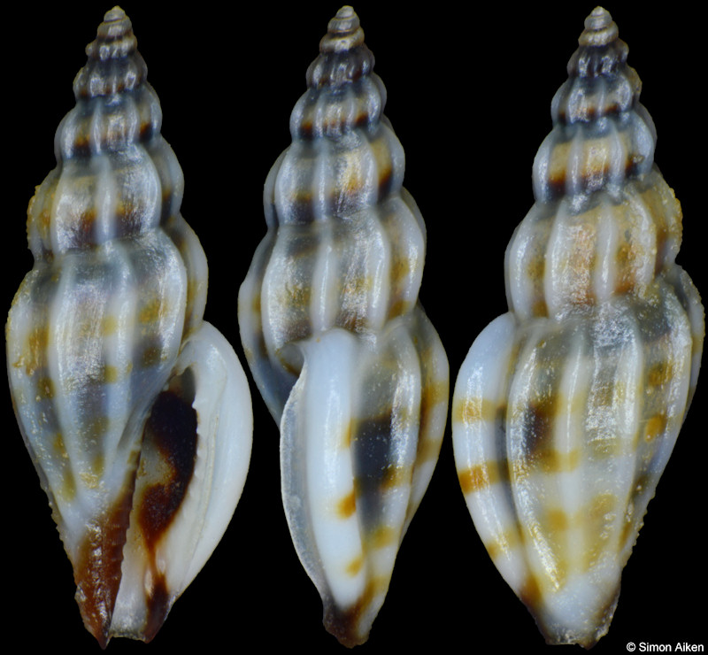 Citharomangelia richardi (Crosse, 1869)