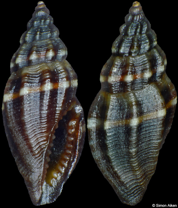 Eucithara cf. monochoria Hedley, 1922