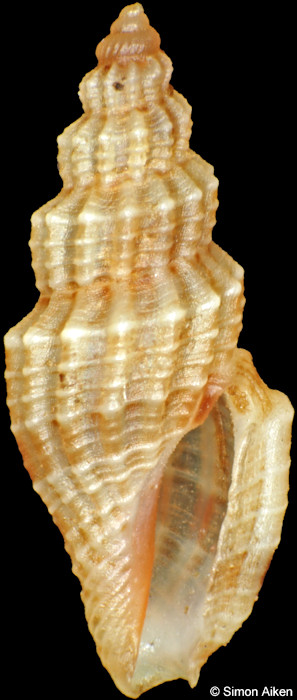 Eucithara species D