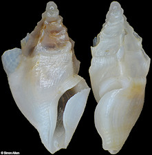 Plagiostropha vertigomaeniana Chino and Stahlschmidt, 2010