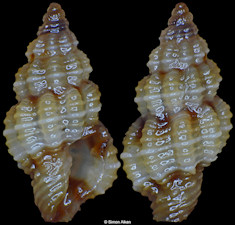 Lienardia species D