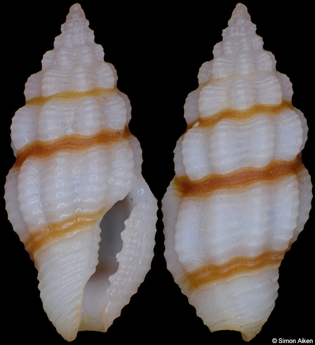 Lienardia cf. rubida (Hinds, 1844)