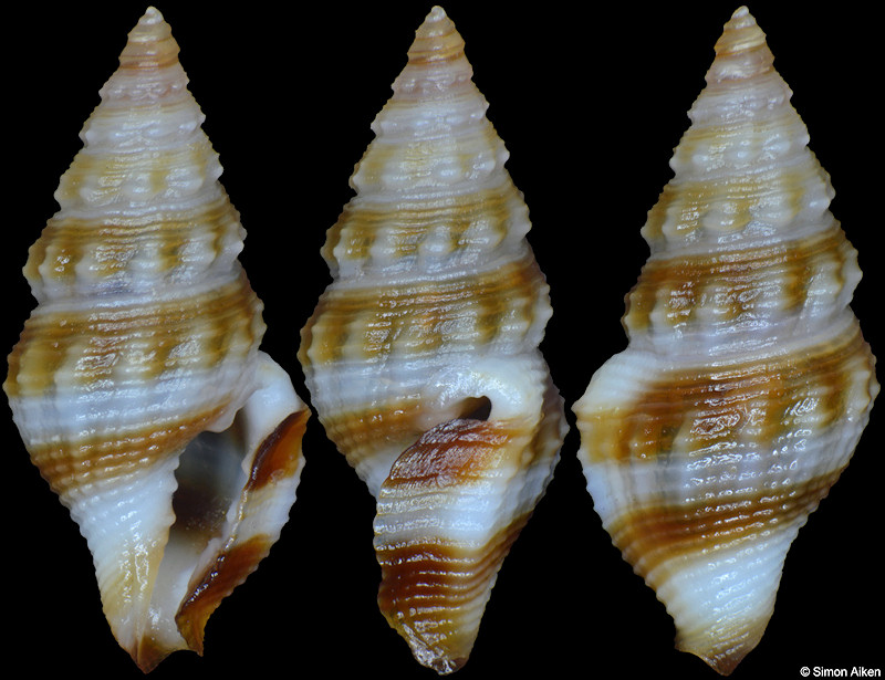 Etrema species