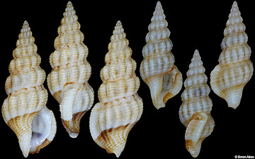 Etrema crassilabrum (Reeve, 1843)