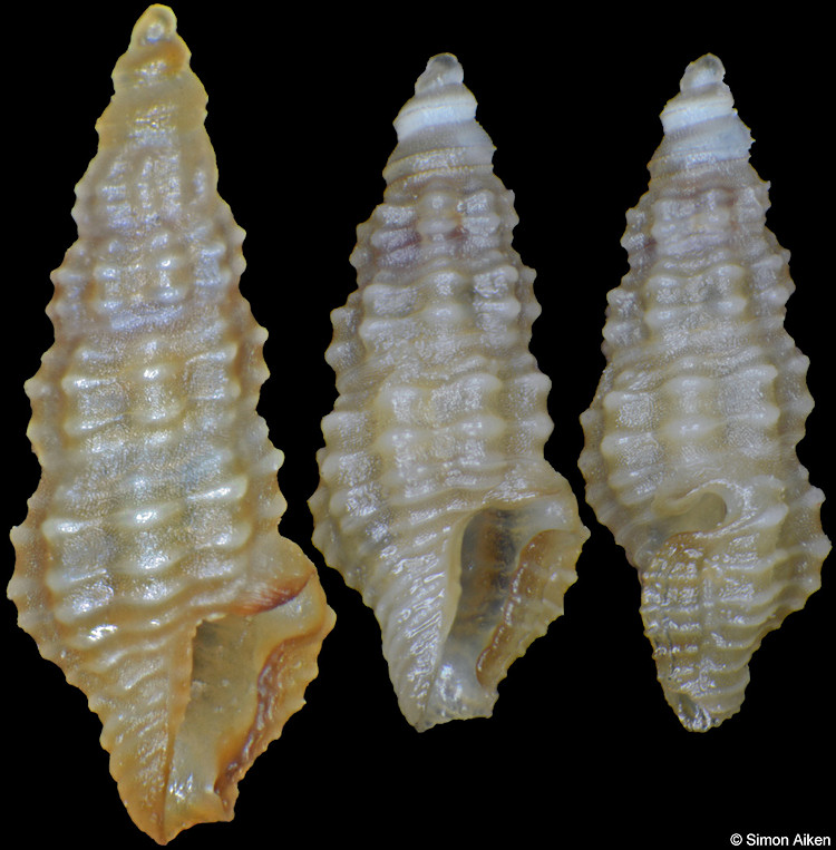 Etrema trigonostoma (Hervier, 1896)