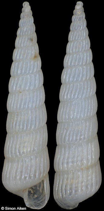 Turbonilla angelinagagliniae Schander, 1997