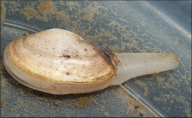 Mactrotoma fragilis (Gmelin, 1791) Fragile Surfclam
