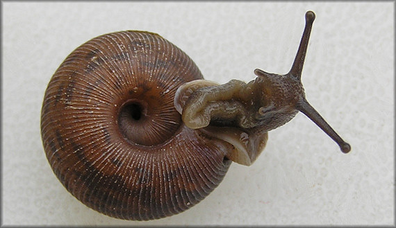 Live Daedalochila auriculata (Say, 1818) From Turnbull Creek Bridge