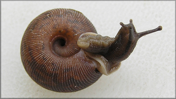 Live Daedalochila auriculata (Say, 1818) From Turnbull Creek Bridge