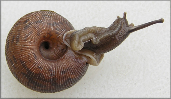 Live Daedalochila auriculata (Say, 1818) From Turnbull Creek Bridge