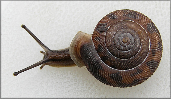 Live Daedalochila auriculata (Say, 1818) From Turnbull Creek Bridge