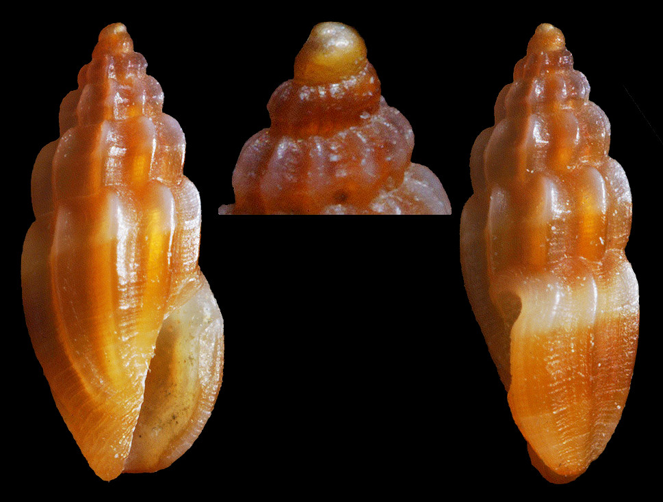 Pyrgocythara cinctella (L. Pfeiffer, 1840)