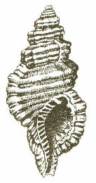 Cymatium (Ranularia) turtoni (E. A. Smith, 1890)