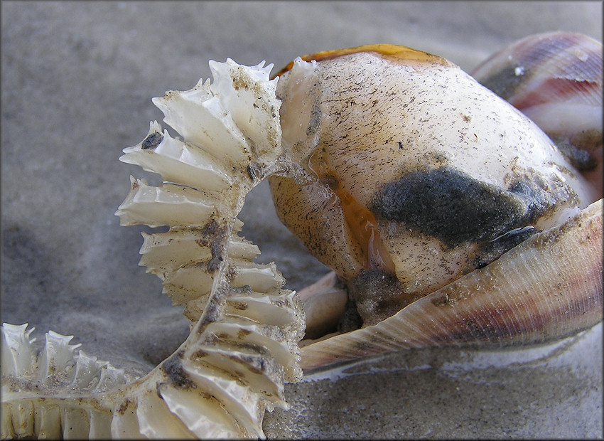 Fulguropsis spirata (Lamarck, 1816) Depositing Egg Capsules