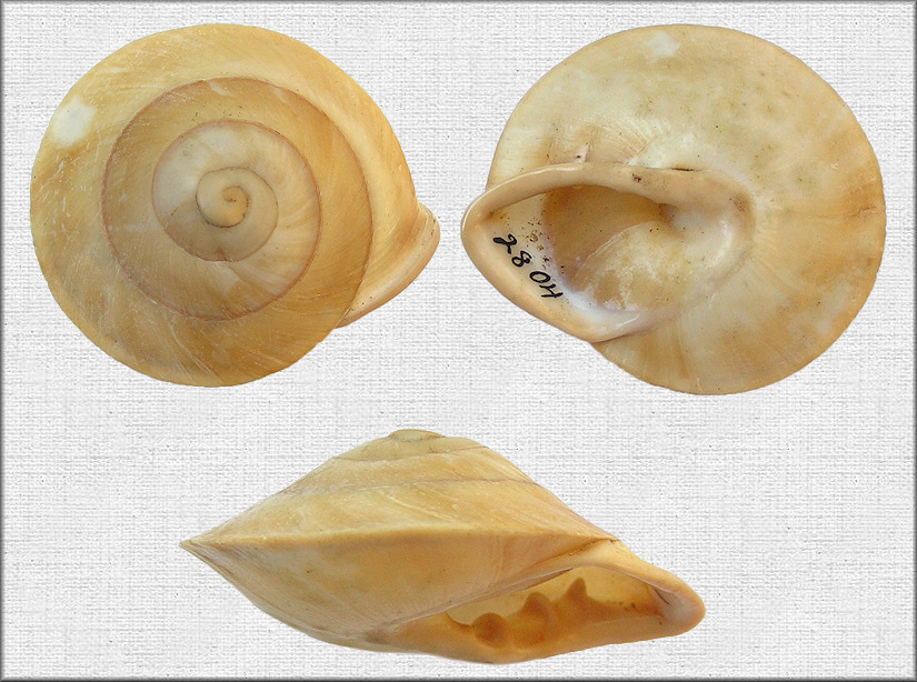 Pleurodonte amabilis (C. B. Adams, 1850)