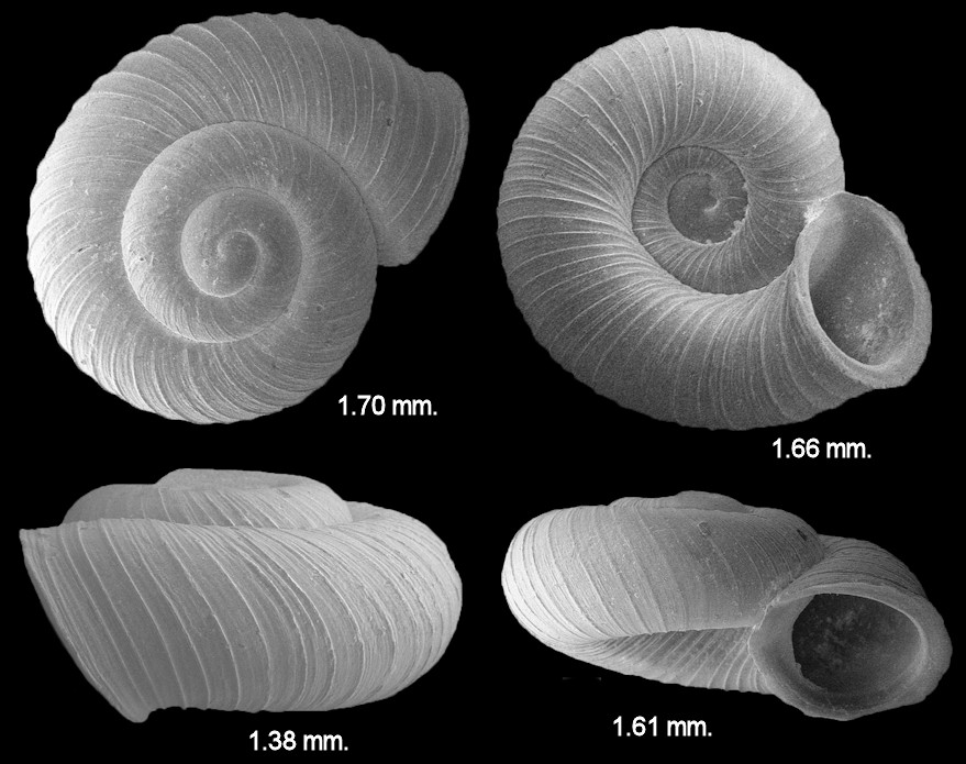 Vallonia parvula Sterki, 1893 Trumpet Vallonia