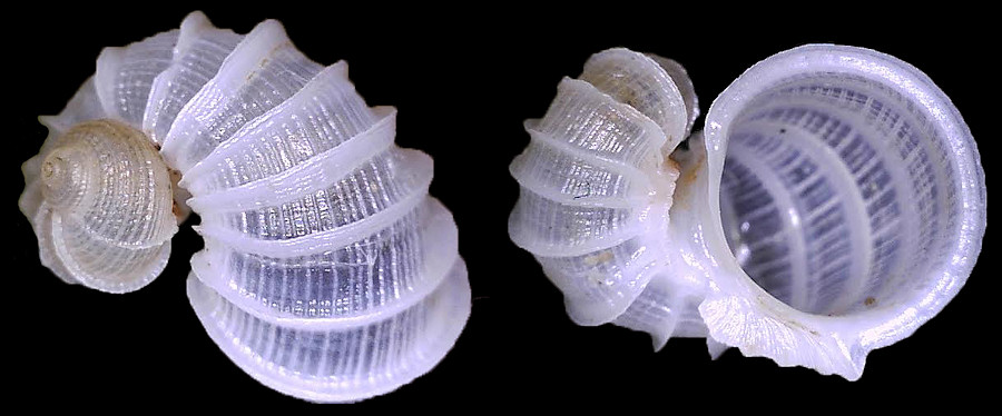 Vanikoro (sensu lato) species
