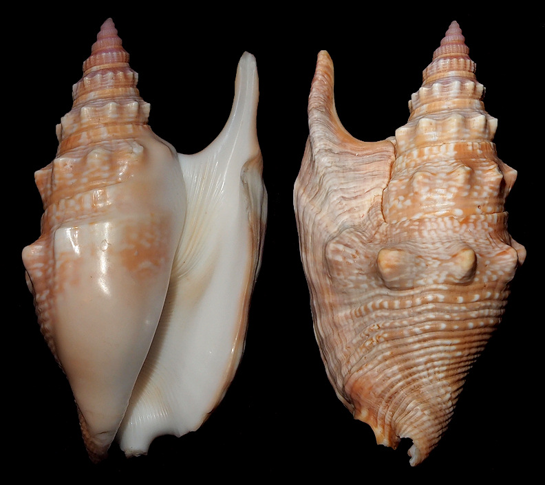 Euprotomus hawaiensis (Pilsbry, 1917)