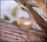 Vertigo species Newly Hatched Juvenile