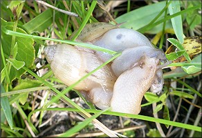 Euglandina rosea (Frussac, 1821) Three Juveniles Mating In Situ