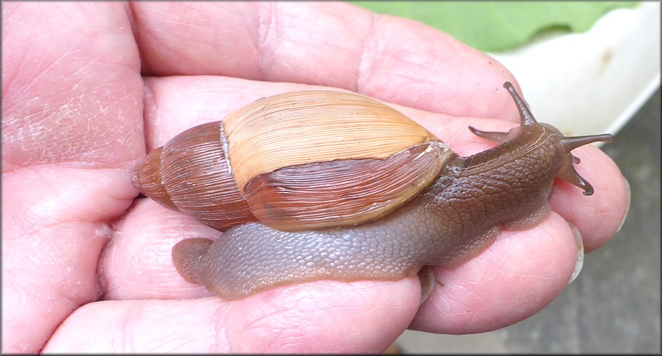 Euglandina rosea (Frussac, 1821) Damaged Shell