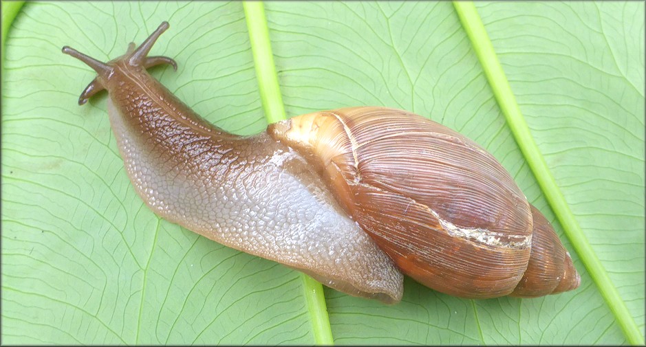Euglandina rosea (Frussac, 1821) Damaged Shell