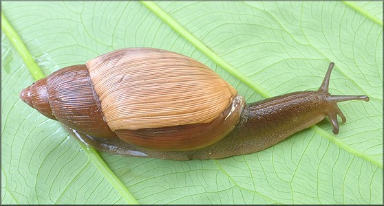 Euglandina rosea (Frussac, 1821) Damaged Shell