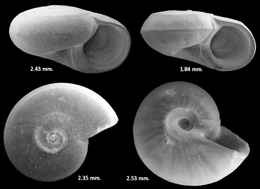 Vitrinella opsitelotus (Dall, 1892) Fossil