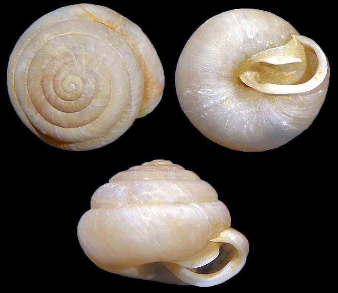 Euchemotrema fraternum (Say, 1821) Upland Pillsnail