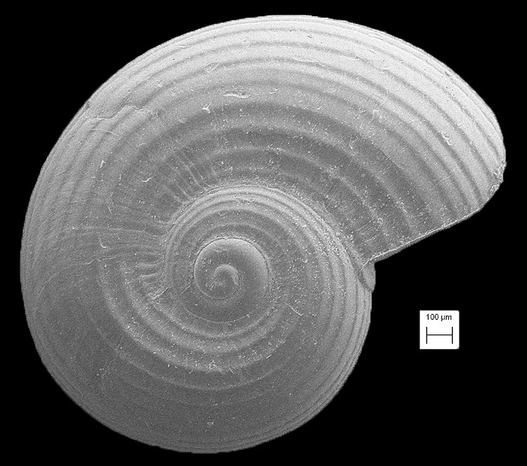 Solariorbis punctostriatus Rubio, Roln and H. G. Lee, 2011