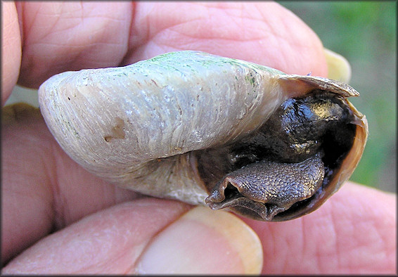 Parthena acutangula (Burrow, 1815)