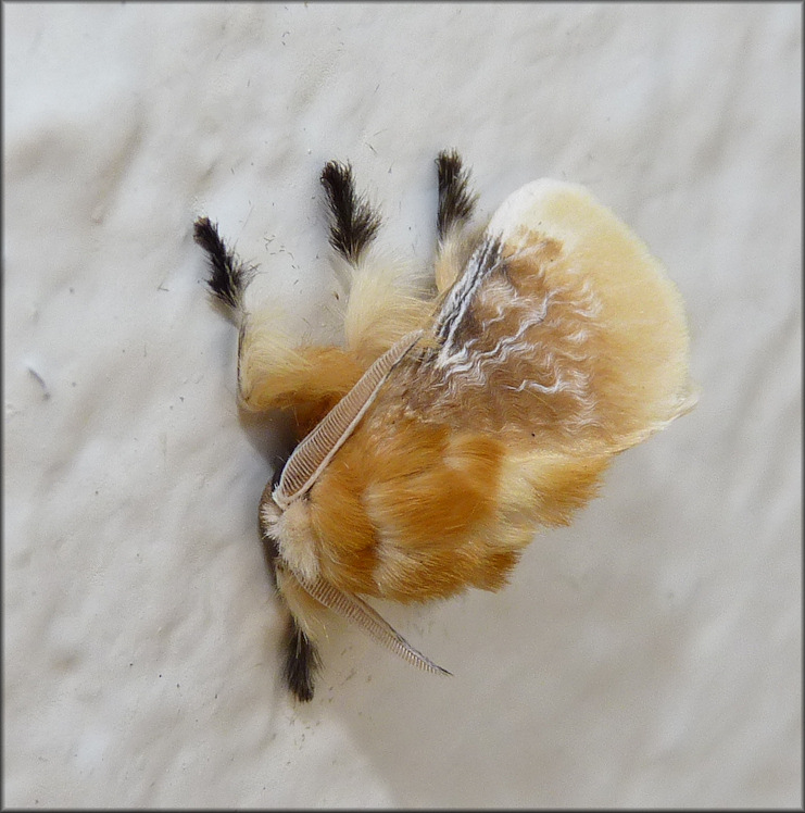 Southern Flannel Moth [Megalopyge opercularis] Male