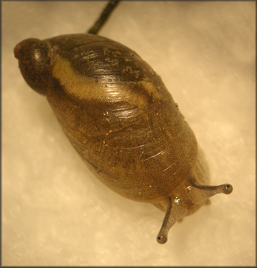 Oxyloma species