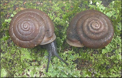 Triodopsis species "Florida Scrub Threetooth" Sinistral Specimen