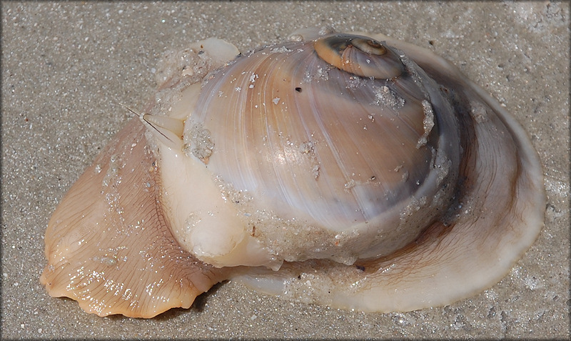 Neverita duplicata (Say, 1822) Shark Eye Large Specimen