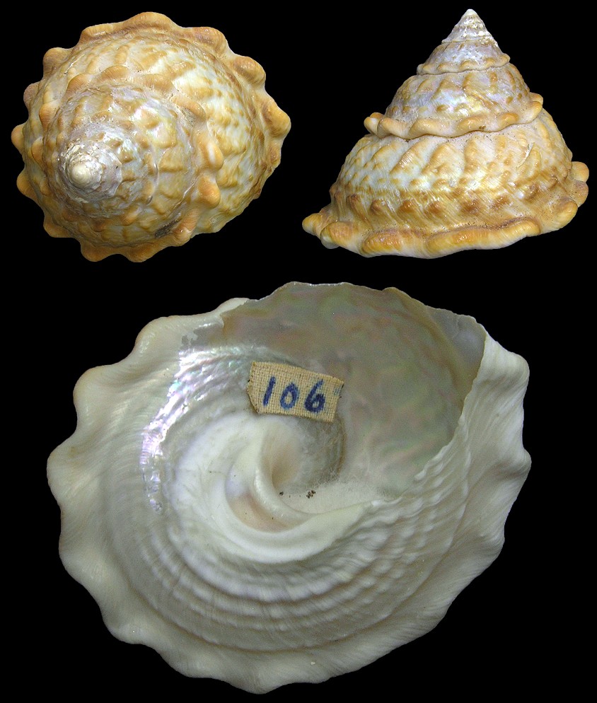 Megastraea undosa (Wood, 1828) Wavy Turban