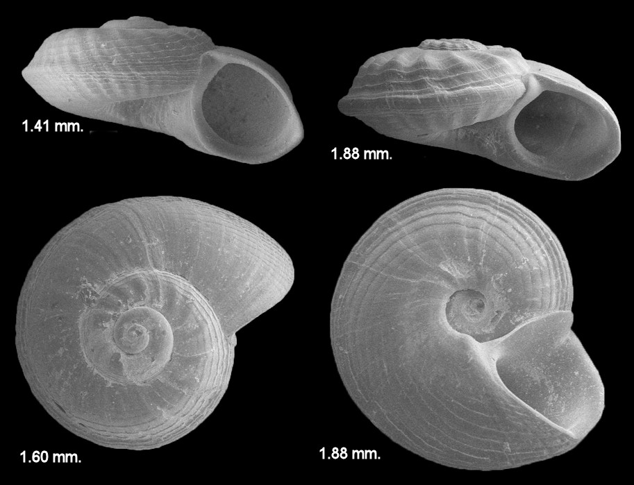 Cyclostremiscus obliquestriatus (H. C. Lea, 1843) Fossil