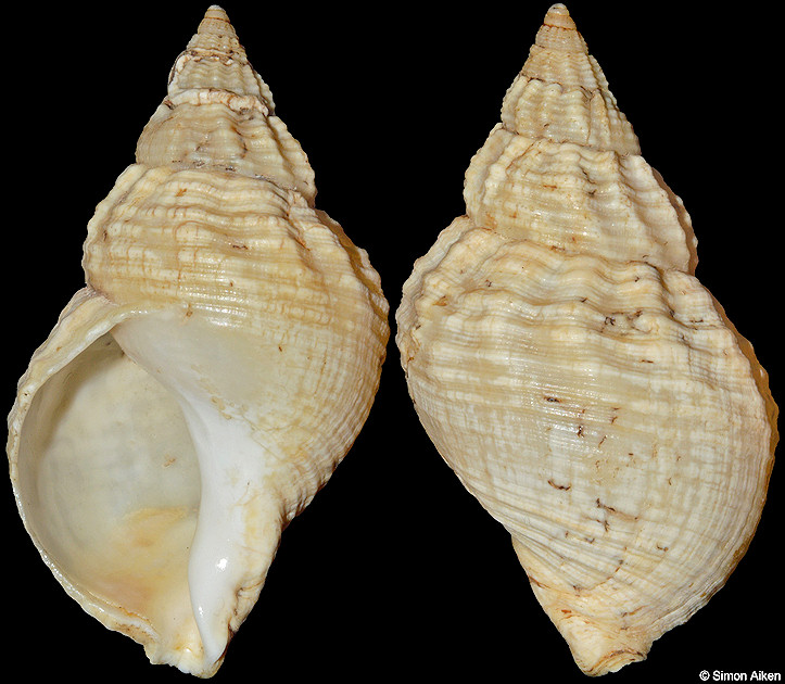 Buccinum undatum Linnaeus, 1758 Sinistral