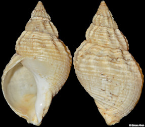 Buccinum undatum Linnaeus, 1758 Sinistral